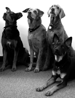 Room Creative Partners Dogs Roscoe, Olive, Scooter and Elli
